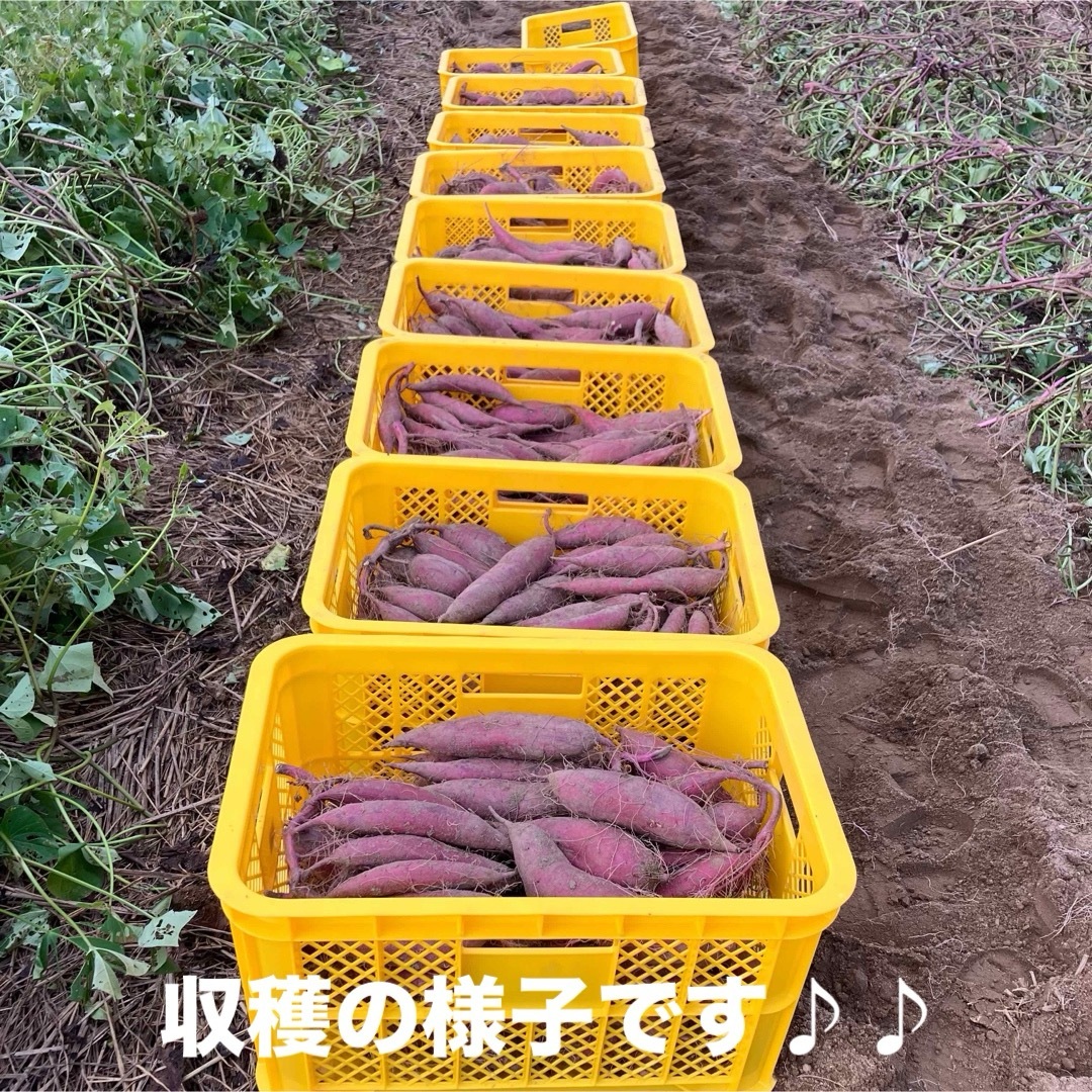 【Sサイズ】　シルクスイート  5Kg   愛知県産  さつまいも 食品/飲料/酒の食品(野菜)の商品写真