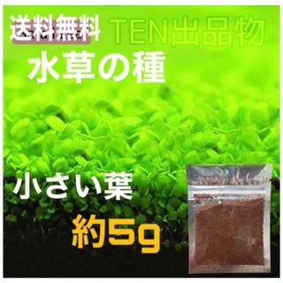 種から育てる水草　水草の種【小さい葉】5g