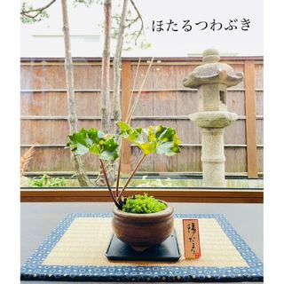 ほたるつわぶきの苔盆栽(日用品/生活雑貨)