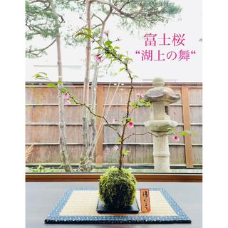 毎年咲きます♪富士桜"湖上の舞"の苔玉(その他)