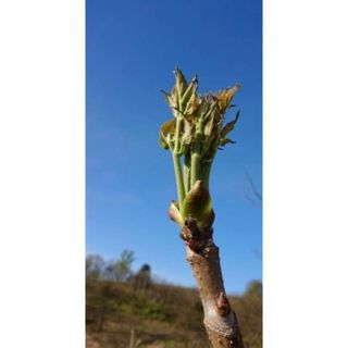 タラの芽　山菜の王様　旬　岩手県産　300グラム　ついにこの季節　旬　(野菜)