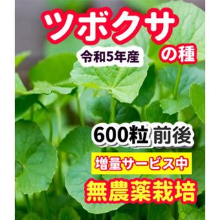 ツボクサの種【500粒前後】栽培期間中農薬不使用の種(野菜)
