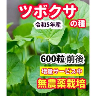 ツボクサの種【600粒前後】栽培期間中農薬不使用の種(野菜)