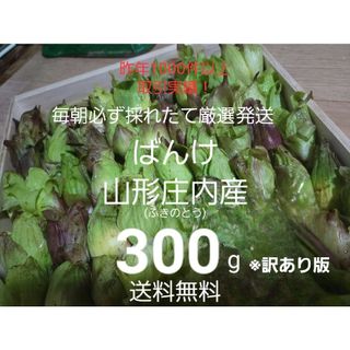 山形鳥海山産　朝摘み天然ばんけ約300g(訳ありふきのとう)蕗の薹　春野菜　山菜(野菜)