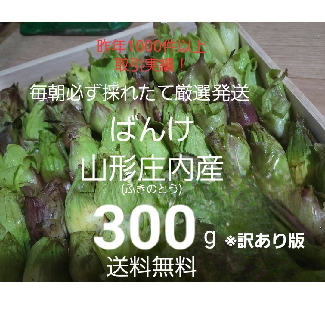 山形鳥海山産　朝摘み天然ばんけ約300g(訳ありふきのとう)蕗の薹　春野菜　山菜 食品/飲料/酒の食品(野菜)の商品写真