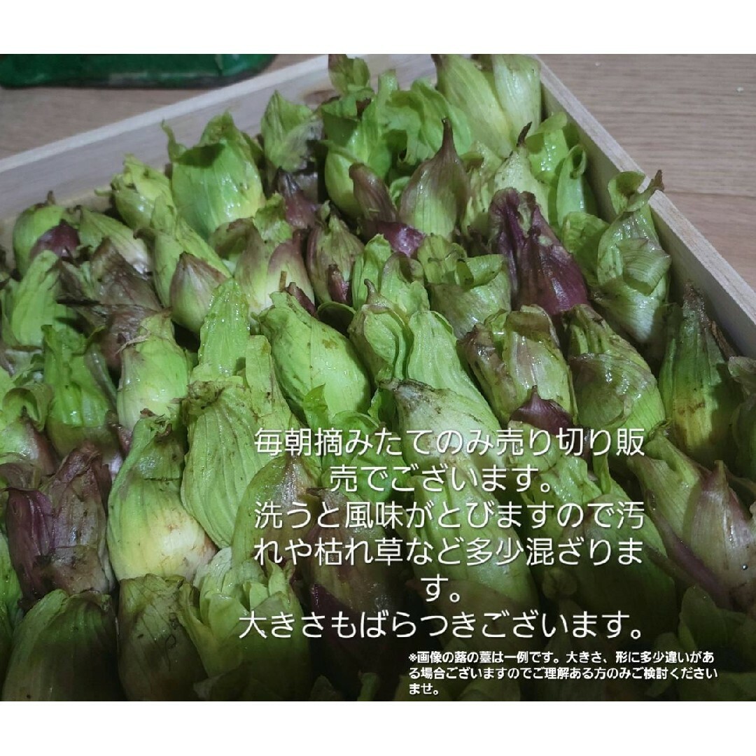 山形鳥海山産　朝摘み天然ばんけ約300g(訳ありふきのとう)蕗の薹　春野菜　山菜 食品/飲料/酒の食品(野菜)の商品写真