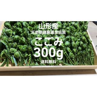 山形庄内鳥海山産　朝摘天然こごみ約300g　コゴミ　天麩羅　春野菜　山菜　こごめ(野菜)