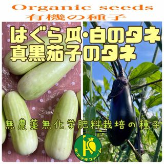 はぐら瓜（白）15粒と真黒茄子20粒のタネ　固定種・無農薬無化学肥料栽培のタネ(野菜)