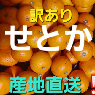 産地直送❕ 香川県産 訳ありせとか ３キロ