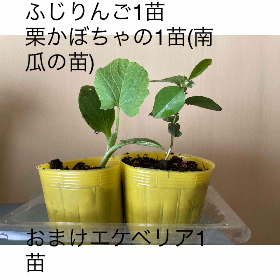 無農薬　ふじりんご1苗&栗かぼちゃの1苗(南瓜の苗)おまけエケベリア1苗 食品/飲料/酒の食品(フルーツ)の商品写真