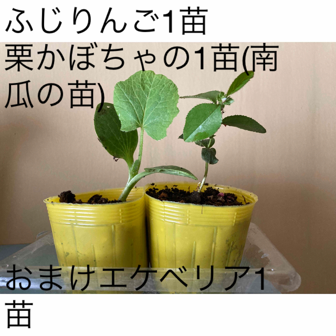 無農薬　ふじりんご1苗&栗かぼちゃの1苗(南瓜の苗)おまけエケベリア1苗 食品/飲料/酒の食品(野菜)の商品写真