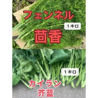 カイランとフェンネル(野菜)