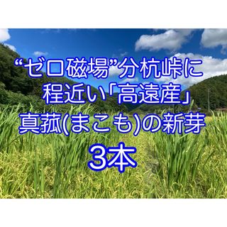 真菰(まこも)の新芽　20本(その他)