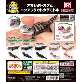 いきもの大図鑑レプティ アオジタトカゲとニシアフリカトカゲモドキ全5種