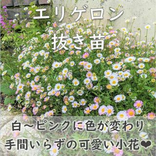 ピンクや白の小花が可愛い♪エリゲロン 抜き苗2株 スパニッシュデージー(その他)