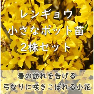 春を告げる黄色い花◆レンギョウの小さなポット苗2個セット(その他)