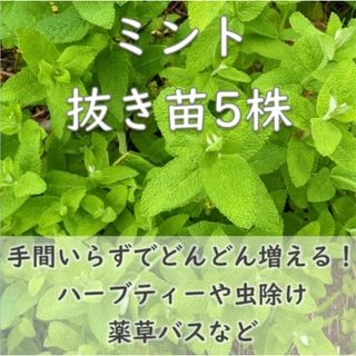 ミント抜き苗5本 虫除けハーブ お風呂/ハーブティー/芳香剤などに(その他)