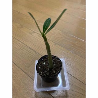 アデニウム　抜き苗　塊根植物　コーデックス　観葉植物　砂漠のバラ(その他)