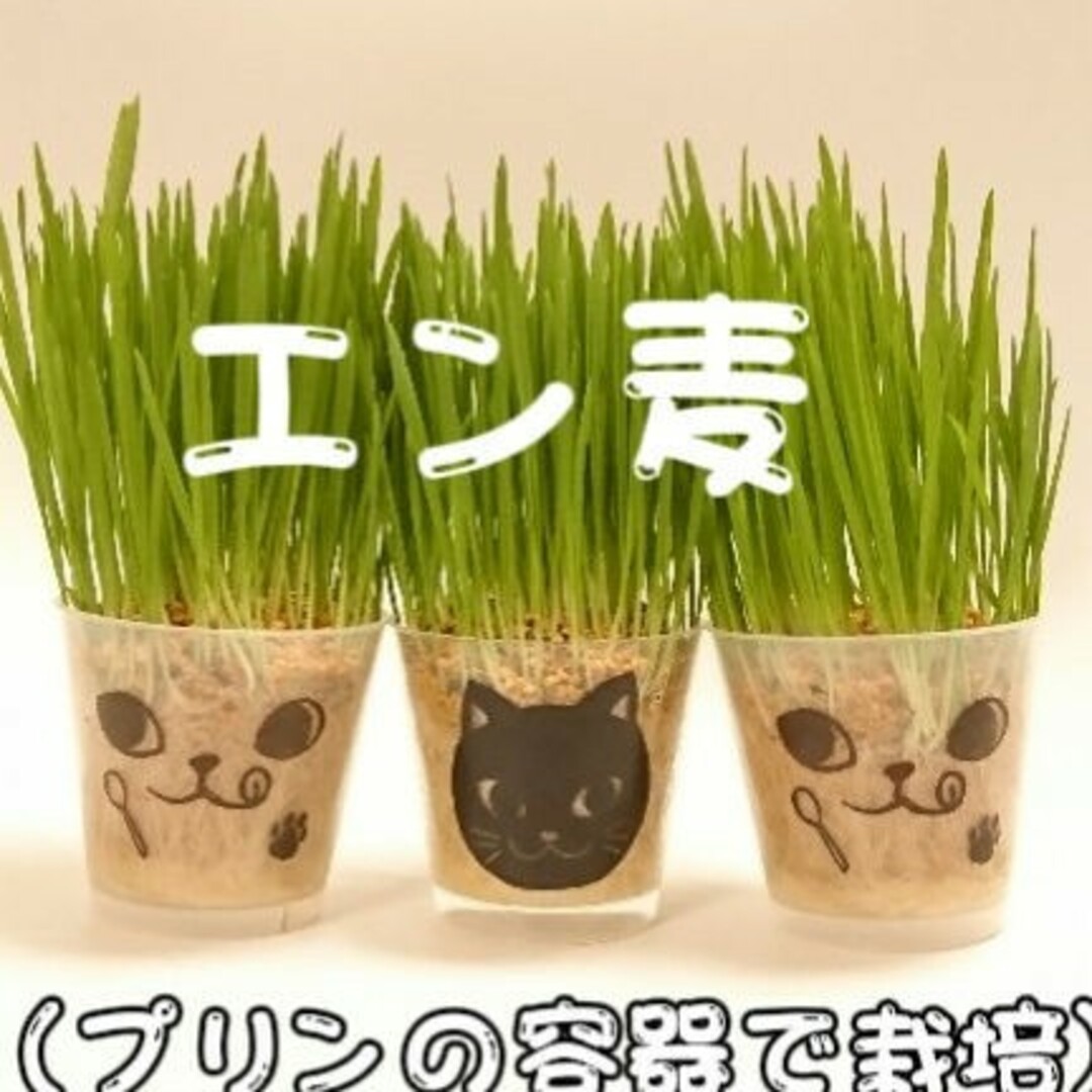 猫草、エン麦、オーツヘイ、牧草、うさぎ、モルモット その他のペット用品(猫)の商品写真