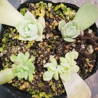 葉挿しセット　多肉植物　エケベリア　抜き苗(その他)