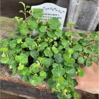 極小ヘデラ！ ピーターパン 観葉植物　アイビー(その他)