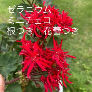 ゼラニウム　ミニチェコ　根つき　花蕾つき(その他)