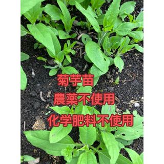 菊芋苗20本(野菜)