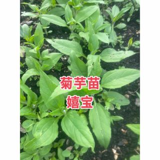 菊芋苗30本(野菜)