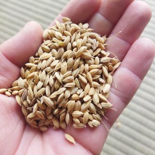 コシヒカリ　種籾　10g(米/穀物)