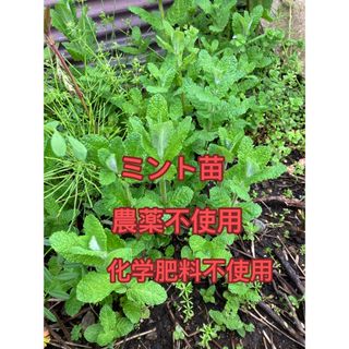 ミント苗10本(野菜)