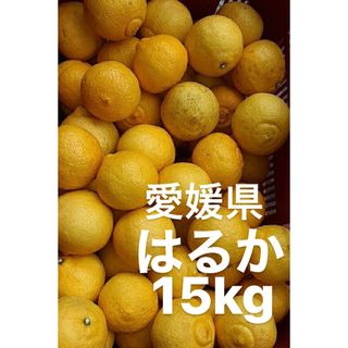 愛媛県産　はるか　柑橘　15kg(フルーツ)