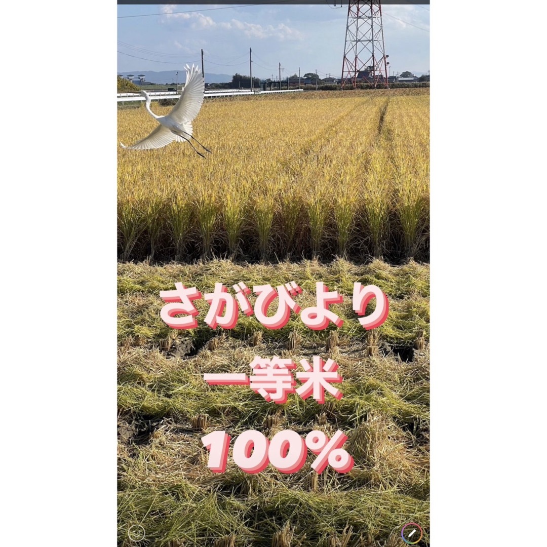 ⭐️新米 令和5年産1等米⭐️佐賀県産さがびより20k(5k×4袋) 食品/飲料/酒の食品(米/穀物)の商品写真