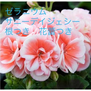 ゼラニウム　サニーデイジェシー　根つき　花蕾つき(その他)