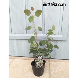 大人気品種　☘　ユーカリ　ポポラス　☘　苗　オージープランツ(その他)