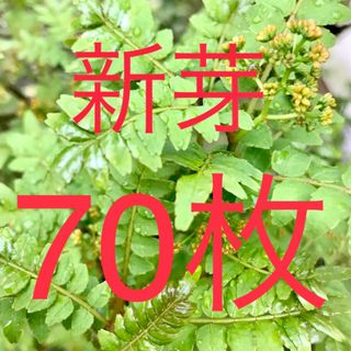 山椒の葉　木の芽　新芽　無農薬　70枚　ネコポスにて即日発送(野菜)