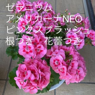 ゼラニウム　アメリカーナNEO ピンクスプラッシュ　根つき　花蕾つき(その他)