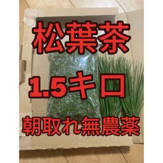 松葉茶　1500g 即購入可　即日発送　朝取れ　農薬：栽培期間中不使用(野菜)