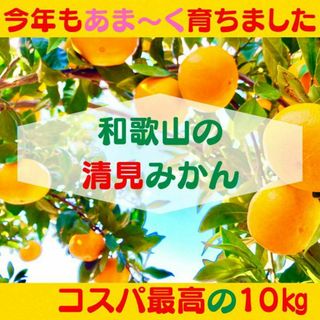 清見みかん 訳あり 10kg 和歌山県産 清見オレンジ 旬の果物(フルーツ)