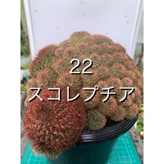 22 スコレプチア・不明種　鉢付(プランター)