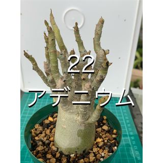 22 アデニウム　鉢付(プランター)