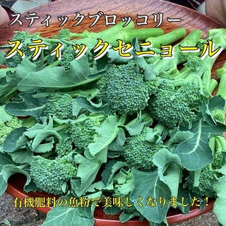 岡山県産　農薬不使用　ブロッコリースティックセニョール　300gとれたて発送(野菜)
