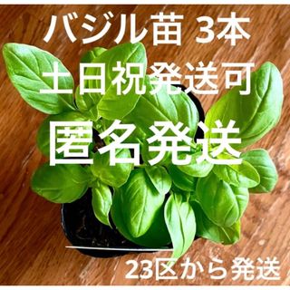 バジル　3本　23区から発送　苗(野菜)