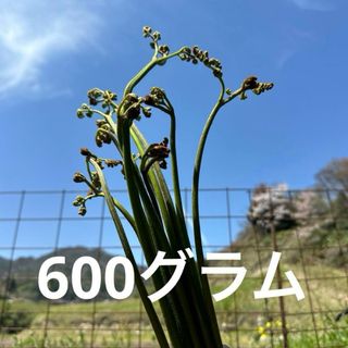 わらび　完全無農薬　大自然島根県深山で採れた　ワラビ　蕨(野菜)