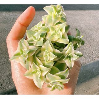 【カット苗】多肉植物　南十字星錦　10カット(その他)