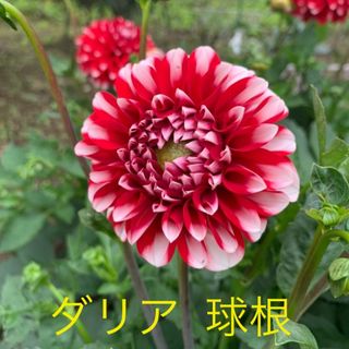 ダリア　芽出し球根(その他)