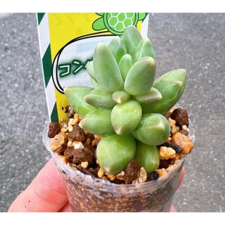 【現品】多肉植物　コンパクツム　抜き苗(プランター)