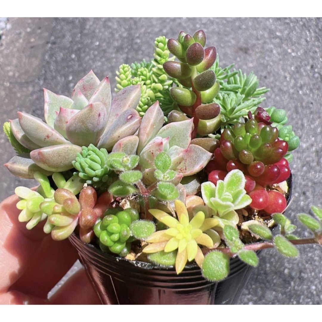 【現品】多肉植物　セダム　寄せ植えセット その他のその他(その他)の商品写真