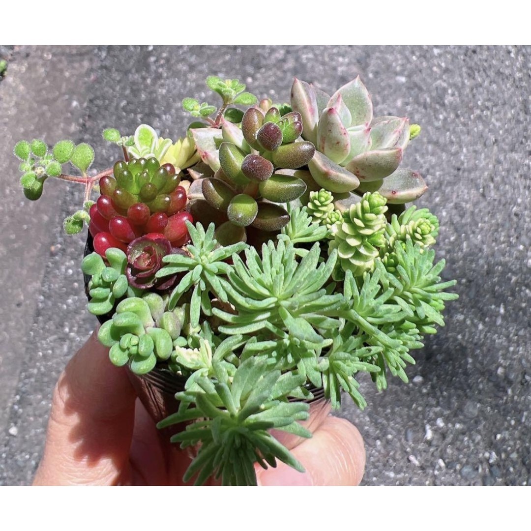 【現品】多肉植物　セダム　寄せ植えセット その他のその他(その他)の商品写真