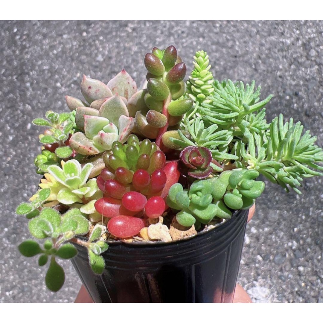 【現品】多肉植物　セダム　寄せ植えセット その他のその他(その他)の商品写真