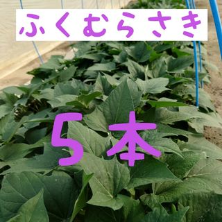 さつまいも苗【ふくむらさき５本】【紫芋】【ウイルスフリー切り苗】(野菜)